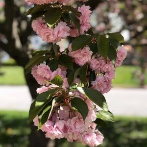 Meet your Posher, Darlene